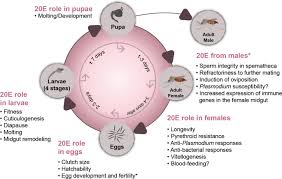 Opens in 7 h 55 min. 20 Hydroxyecdysone 20e Signaling As A Promising Target For The Chemical Control Of Malaria Vectors Springerlink