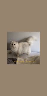 White Cat Aesthetics Wallpaper For You Catwalpapers White Cat Aesthetics Wallpaper Fur Sie White Cat Aest Kitten Wallpaper Cat Aesthetic Cute Cat Wallpaper