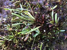 Image result for Cochlidium