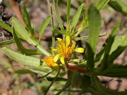 Image result for Geigeria