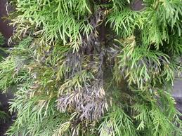 Image result for kabatina thujae