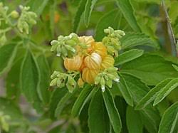 Image result for Hoslundia