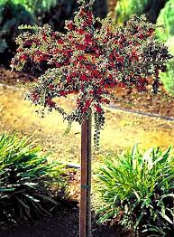 Image result for Cotoneaster