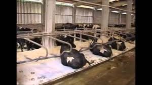 sezer kaucuk hayvan yatak ve durak demirleri i logettes vaches logettes laitieres et cornadis youtube