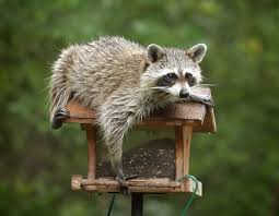 Squirrels can scratch the roof when they are entering or leaving an attic. We Keep Hearing Scratching In The Attic Mr Bugg S Pest Patrol