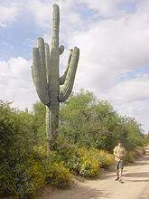Check spelling or type a new query. Saguaro Wikipedia