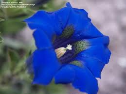 Image result for eustoma Balboa