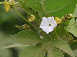 Image result for Ipomoea pes-tigridis