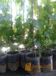 Jual bibit tanaman buah, tanaman hias dan hutan. Bibit Pohon Anggur Berbuah Bandung Jualo