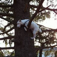 We did not find results for: Yes He Climbed That Tree No He Could Not Get Back Down Jack Russell Terrier Jack Russell Jack Russell Puppies