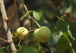 Image result for Diospyros ferrea