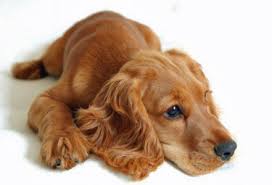 Image result for cocker spaniel