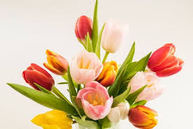 We did not find results for: 80 000 Best Spring Flowers Photos 100 Free Download Pexels Stock Photos