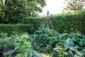 Gemuse Und Krauter Fur Die Zweite Saisonhalfte Saen Und Pflanzen Osmers Garten Pflanzen Garten Garten Gestalten