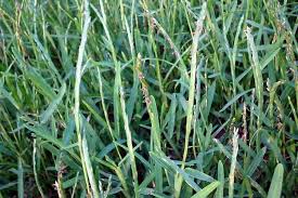 Image result for Stenotaphrum