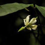 Image result for Malouetia bequaertiana