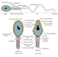 Nukleus sperma akan bercantum dengan. Sistem Reproduksi Pada Pria Laki Laki