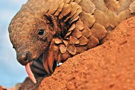 They range from vulnerable to critically. Auf Den Spuren Des Pangolin Kaum Bekannt Und Hoch Bedroht