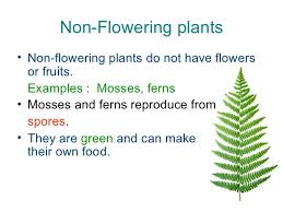 These are structures capable of creating new. Non Flowering Plants Revision