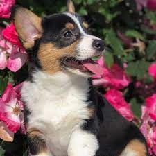 2,627 likes · 27 talking about this. The Females The Official Site Of Rocky Mountain Corgis