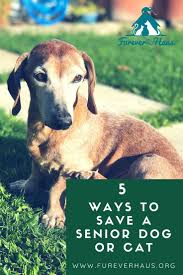 5 Ways To Save A Senior Dog And Cat Sadly Senior Dogs And Cats Are Less Likely To Be Adopted And Are The First To Be Eut Senior Dog Senior Dogs