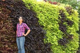 We did not find results for: Contrasting Varieties Of Sweet Potato Vine Fully Cover This Living Wall The Livewall System Is Great For Growing Many Diff Potato Vine Potato Vines Green Wall