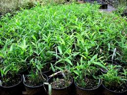 Image result for Nesaea ramosa