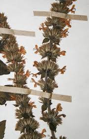 Image result for Clinopodium myrianthum