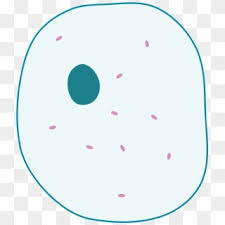 We are a custom essay writing service that's open 24/7. Animal Cell Png Simple Animal Cell Diagram Without Labels Transparent Png 2000x2254 2694639 Pngfind