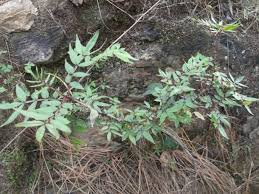 Image result for Zanthoxylum chalybeum