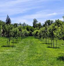 Image result for pruning plum trees