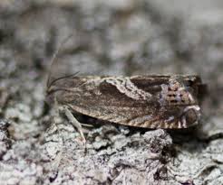 Image result for Cydia cornucopiae