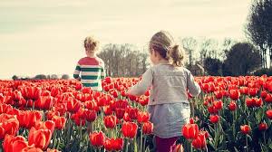 Untuk bagian daunnya, bunga tulip ini memiliki daun berwarna hijau yang dilapisi oleh lilin. Informasi Seputar Bunga Tulip Untuk Menambah Wawasanmu Kepogaul