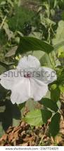 Image result for Ipomoea sinensis