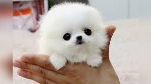 The Smallest Dog Breeds In The World Cute Dogs Breeds Dog Breeds Cute Dogs And Puppies