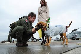 The ipata site is a source to find a professional pet shipper. 4 Fantastic Non Profit Organizations Helping Military Families And Companion Pets One Green Planet