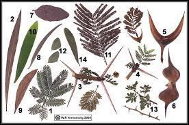 The acacia tree has over 1000 species native to many warm temperate or tropical regions of the americas, europe, asia, africa and. Acacias