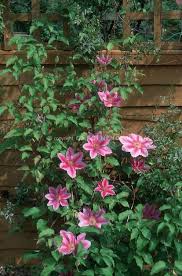 Maybe you would like to learn more about one of these? Pin On Trellis Plants