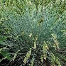 Image result for Festuca chodatiana