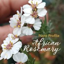 Image result for Eriocephalus