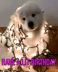 Birthday cake from fluffy pussycat. Cute Happy Birthday Dog Gif Birthday Star