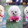 The puppies' adoption fee is $2500.00 each and you may reserve an upcoming puppy with a deposit of only $200.00 each below. 1