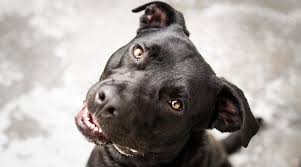 Check spelling or type a new query. Pitbull Labrador Retriever Mix Aka Labrabull Or Pitador Breed Info
