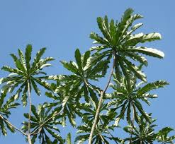 Image result for Anthocleista vogelii