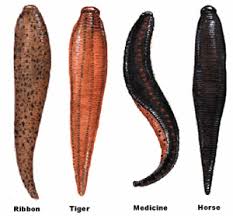To do this, take an aluminum or coffee can, punch small holes in them that are small enough for leeches to fit in, then use bait such as raw chicken and put it into the pond's shallow areas. The T Rex And Other Bloodsucking Leeches Leech Muse Art Guided Art