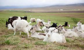 The video starts by showing valverde approaching a small clearing in a wooded area where. From Forgotten Breed To Game Of Thrones How One Woman Saved Iceland S Goats Iceland The Guardian