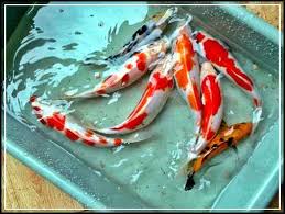 Memang, ikan koi memiliki pola dan warna, yang lebih indah jika dipandang dari atas. Budidaya Ikan Koi Dalam Aquarium Infoakuakultur Com