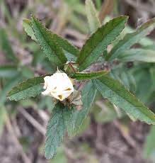 Image result for Sida rhombifolia
