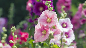 We did not find results for: How To Grow Hollyhocks In Your Home Flower Garden 2021 Masterclass