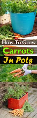 Carrots because of are a downward growing plant, it is recommended to choose the pot deep. Growing Carrots In Containers How To Grow Carrots In Pots Balcony Garden Web